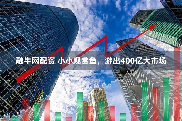 融牛网配资 小小观赏鱼，游出400亿大市场